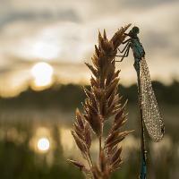 Blue-Tailed Damselfly wideangle 